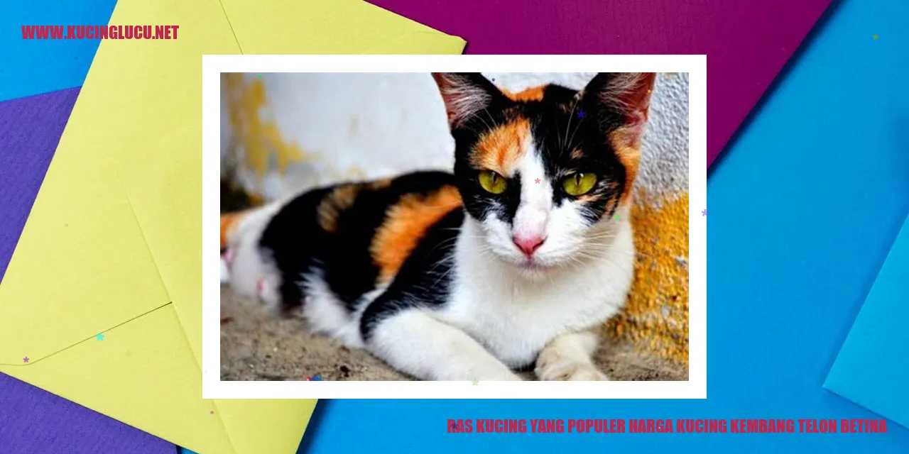 Kucing Kembang Telon Betina yang Menggemaskan