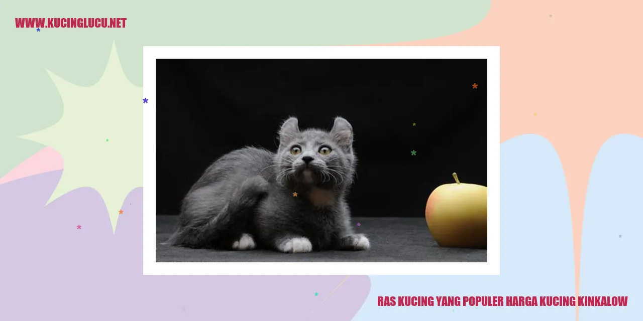 Kucing Kinkalow