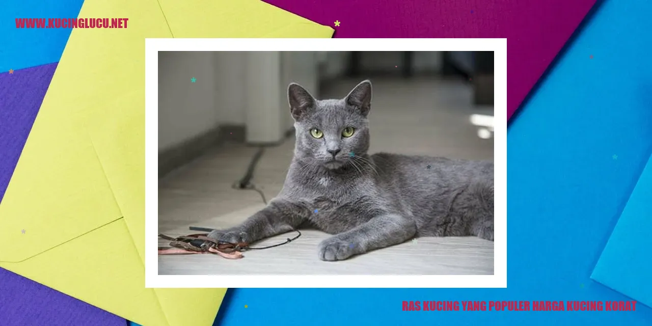 Kucing Korat