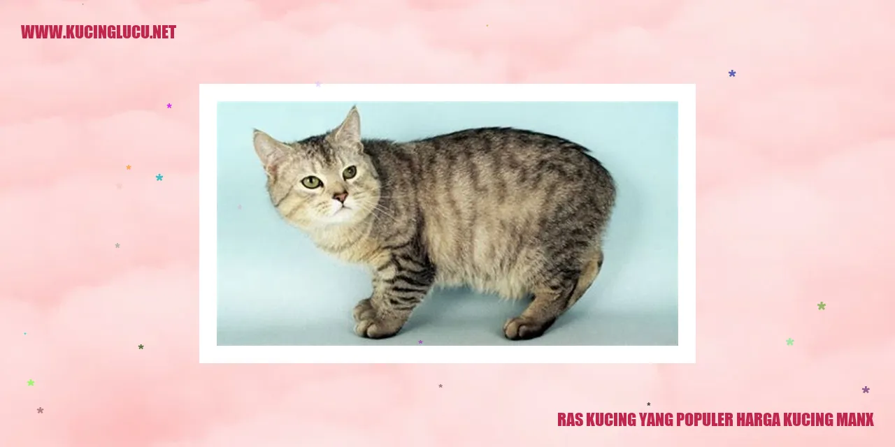 Gambar Kucing Manx