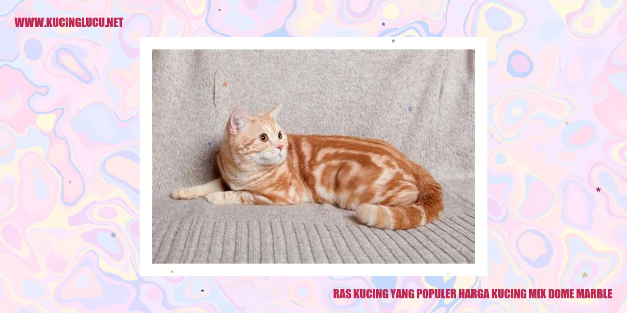 Kucing Mix Dome Marble