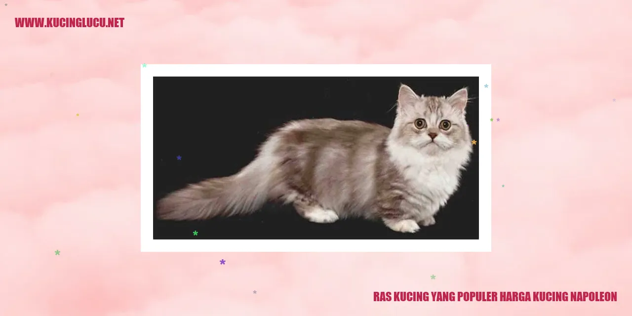 Kucing Napoleon
