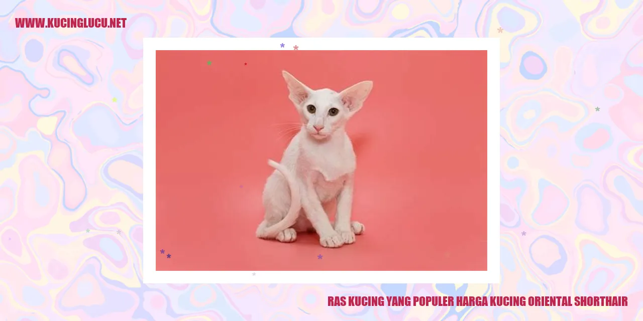 Kucing Oriental Shorthair