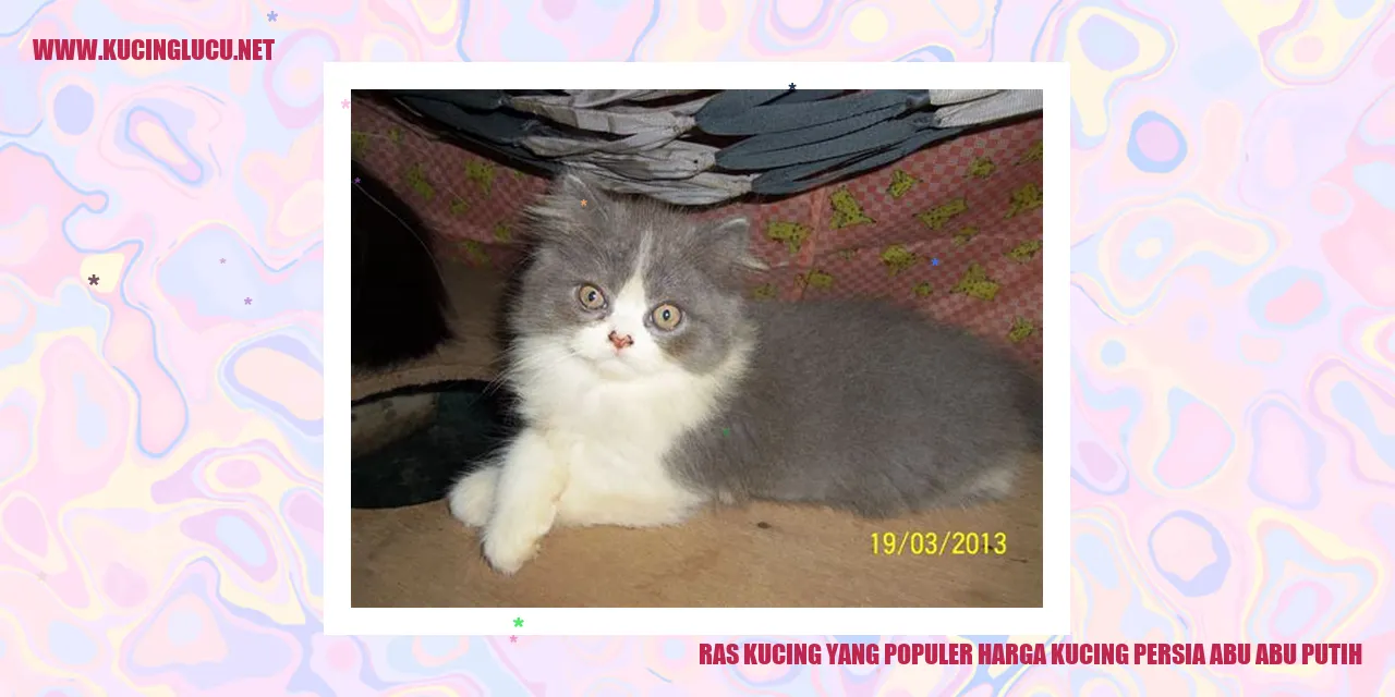 Gambar Kucing Persia Abu-abu Putih