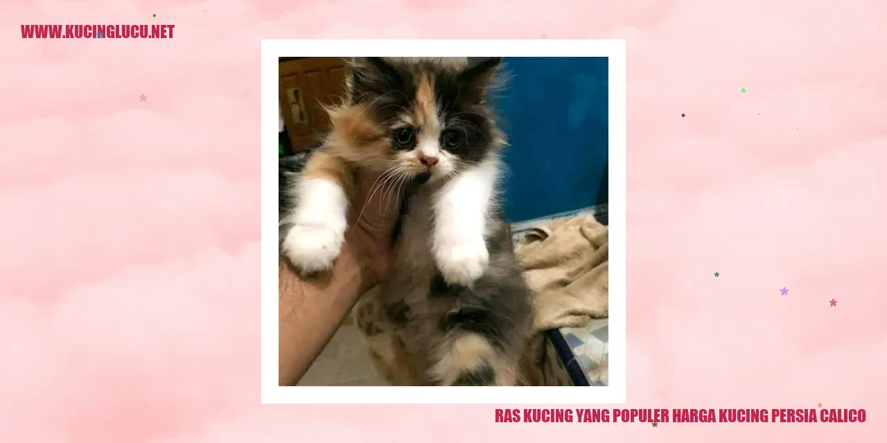 Kucing Persia Calico