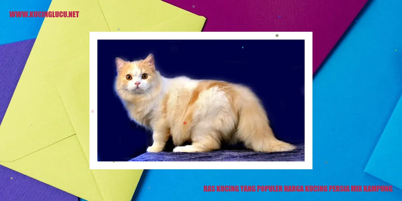 Kucing Persia Penyilang Kampung