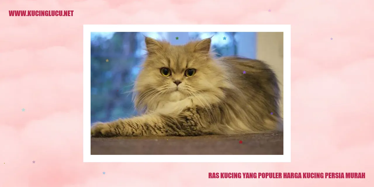 Kucing Persia Murah