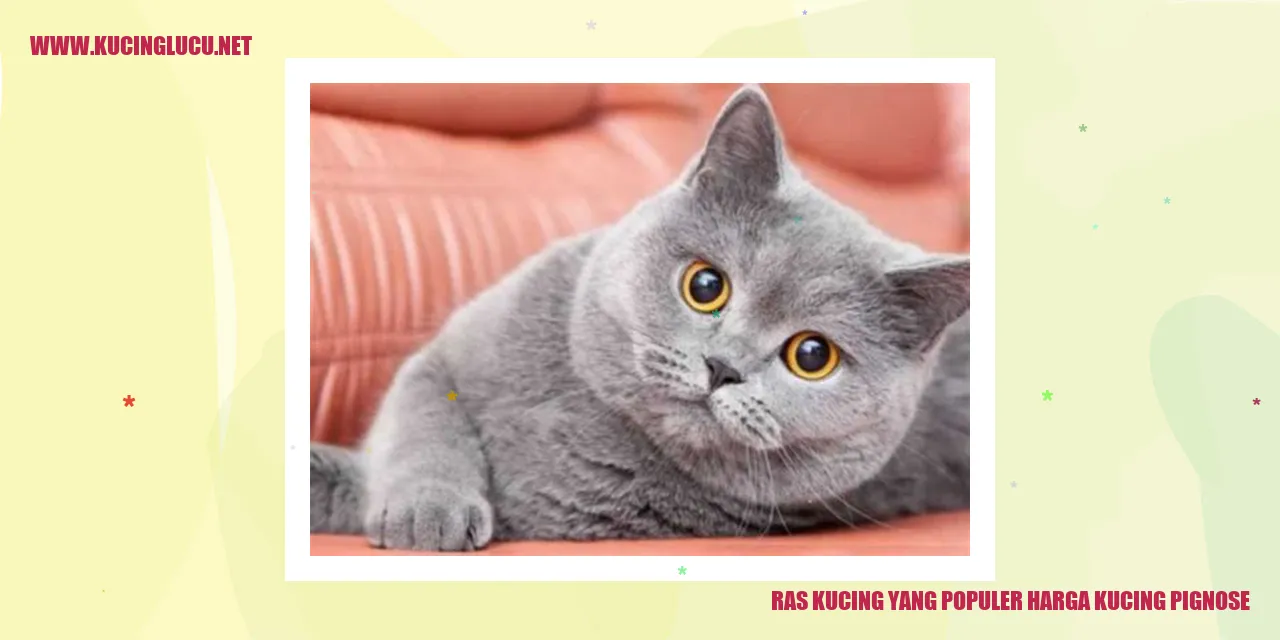 Kucing Pignose