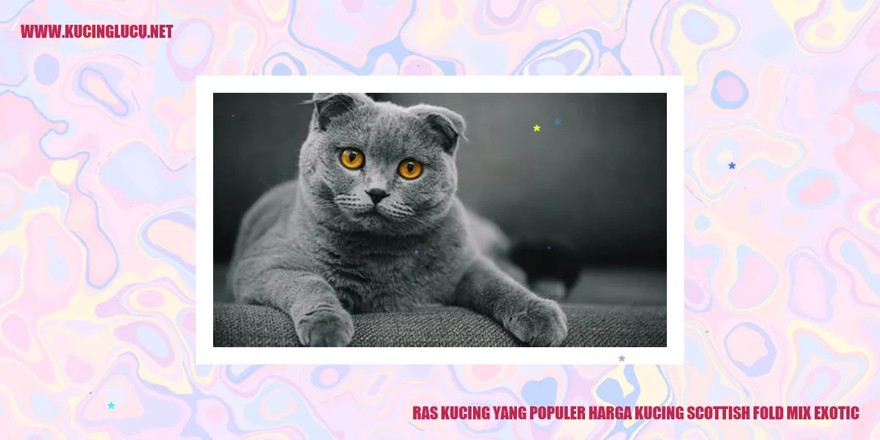 Kucing Scottish Fold Mix Exotic