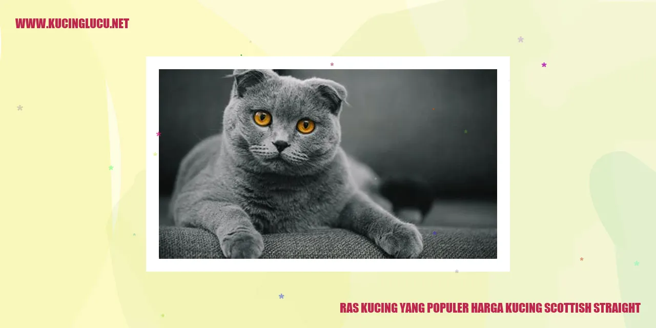 Gambar Kucing Scottish Straight