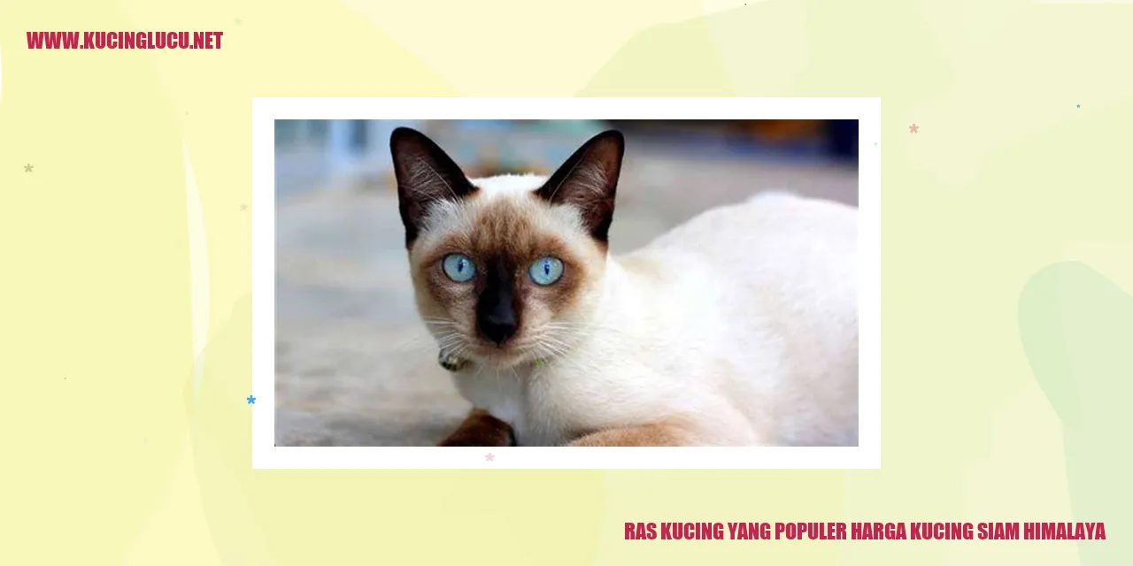 Kucing Siam Himalaya