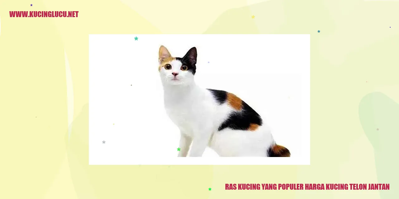 Ras Kucing yang Populer dengan Harga Kucing Telon Jantan