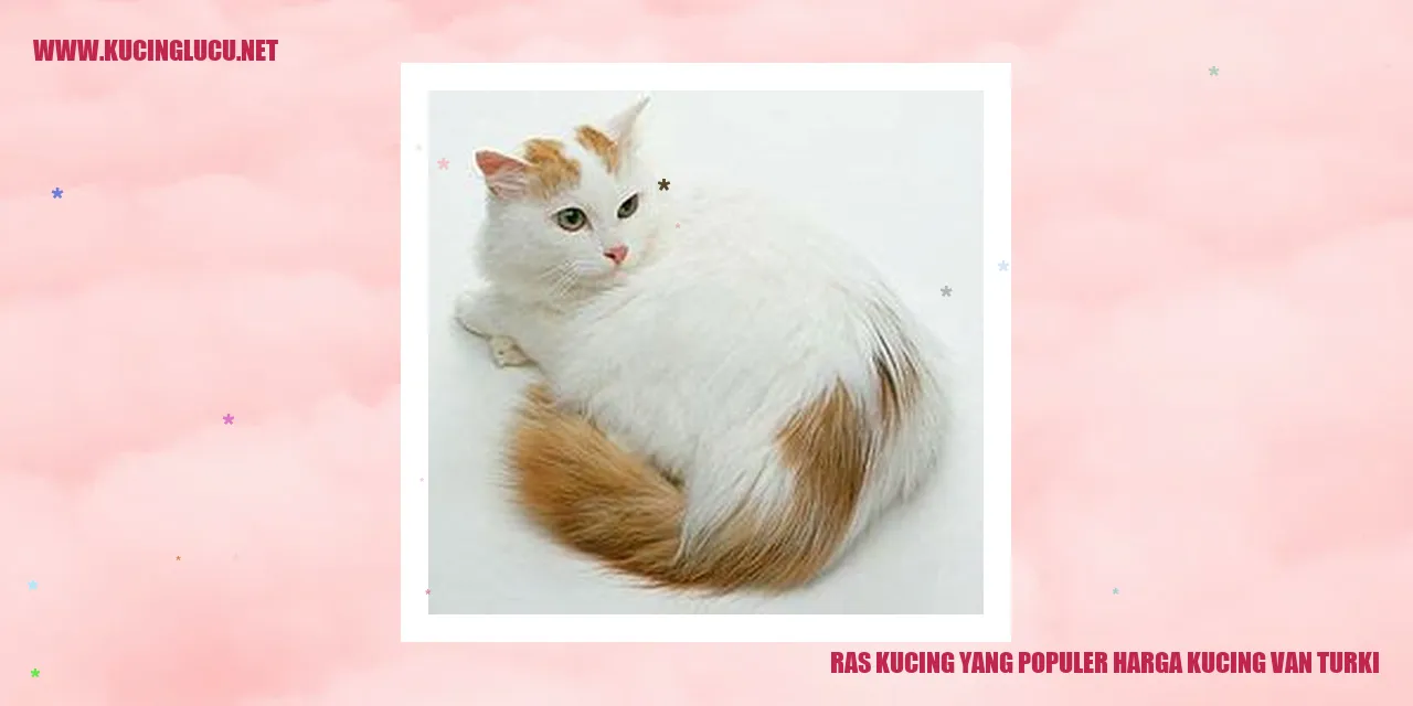 Foto kucing van turki