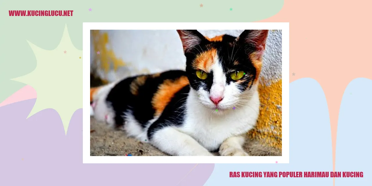Harimau dan Kucing