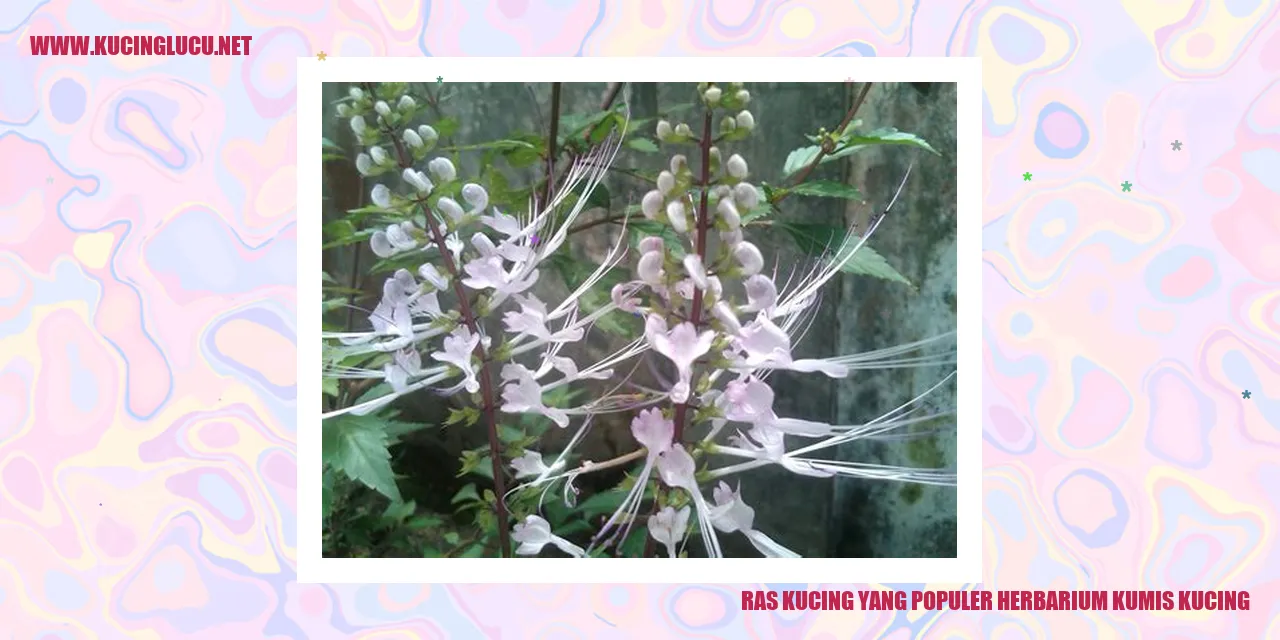 Gambar Herbarium Kumis Kucing
