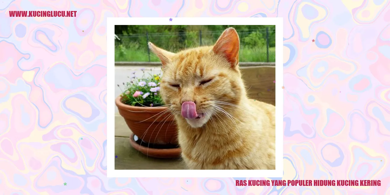 Ras Kucing yang Populer hidung kucing kering