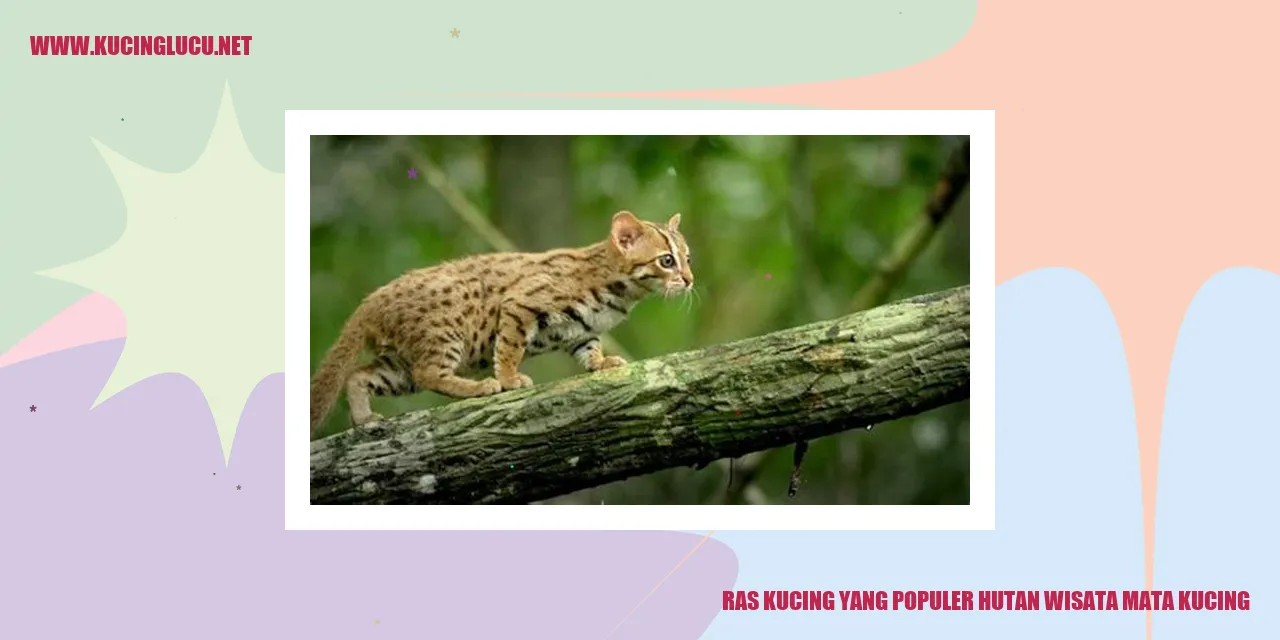 Kucing Seru di Hutan Wisata Mata Kucing