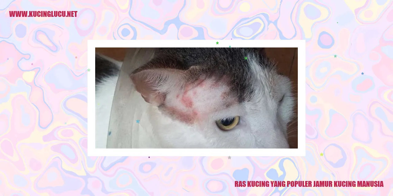 Ras Kucing yang Populer