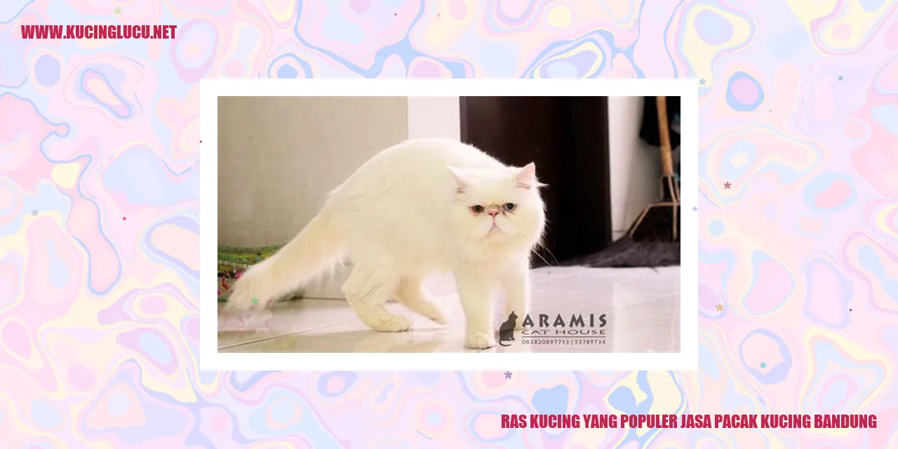 Kucing di Jasa Pacak Kucing Bandung
