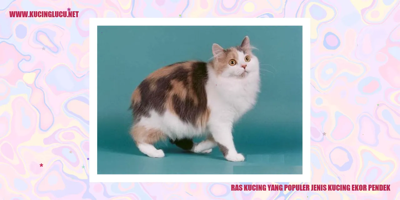 Kucing Ekor Pendek yang Menggemaskan