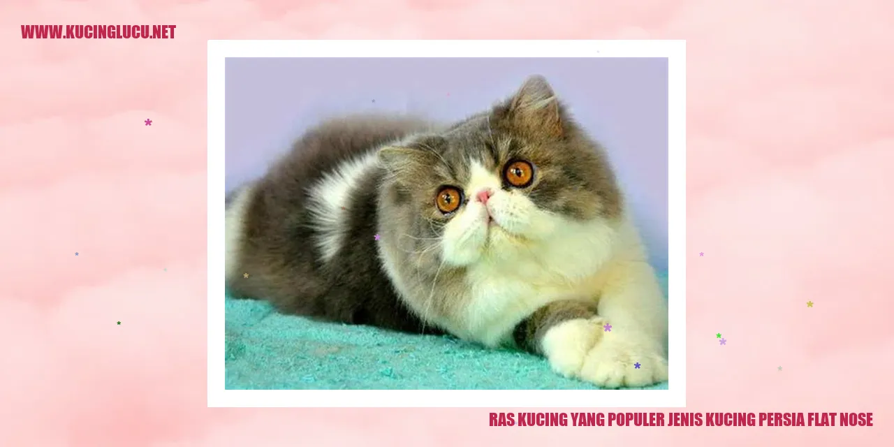 Kucing Persia dengan Hidung Datarnya