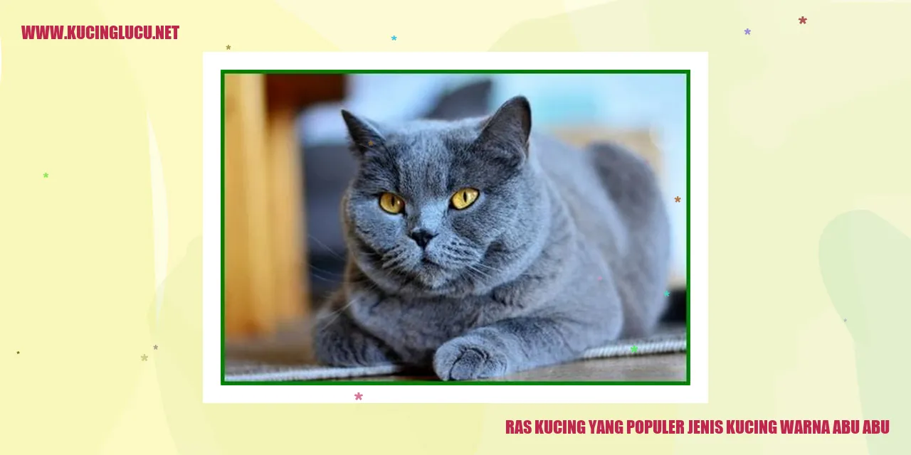 Gambar Kucing Abu-abu
