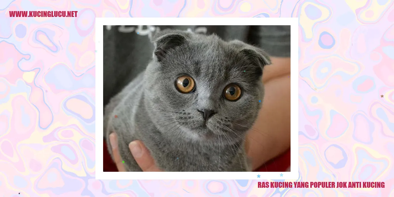 Ras Kucing yang Terkenal Sebagai Bahan Joke Anti Kucing