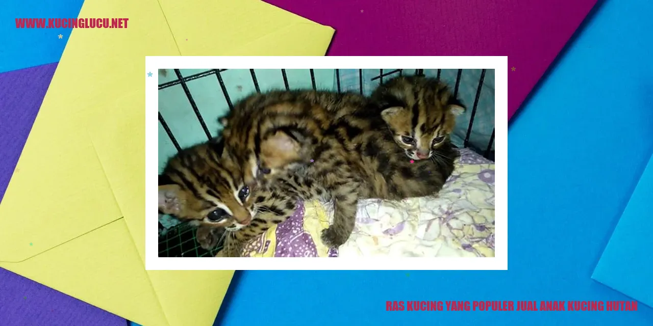 Gambar Kucing dengan Ras yang Popular