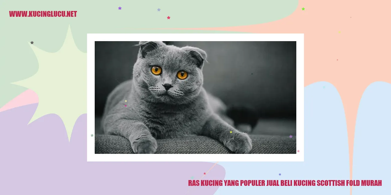 Gambar Ras Kucing Scottish Fold
