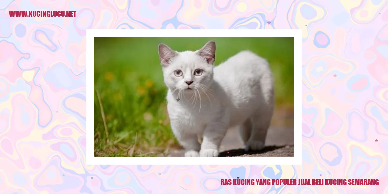 Ras Kucing yang Populer jual beli kucing Semarang