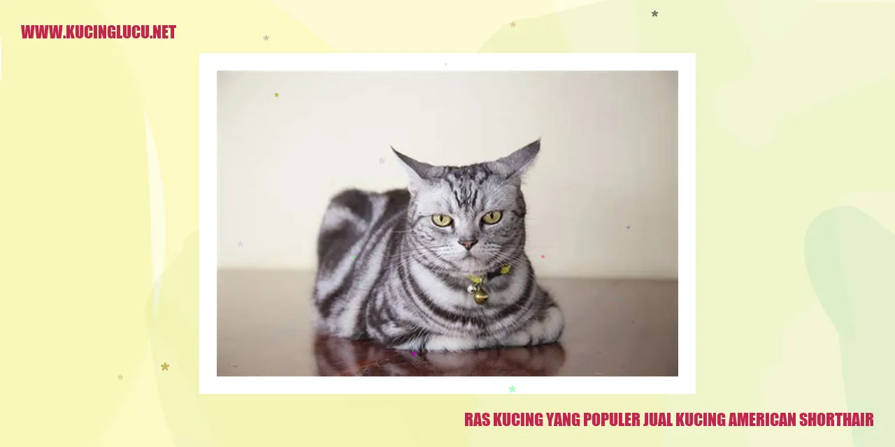 Kucing American Shorthair