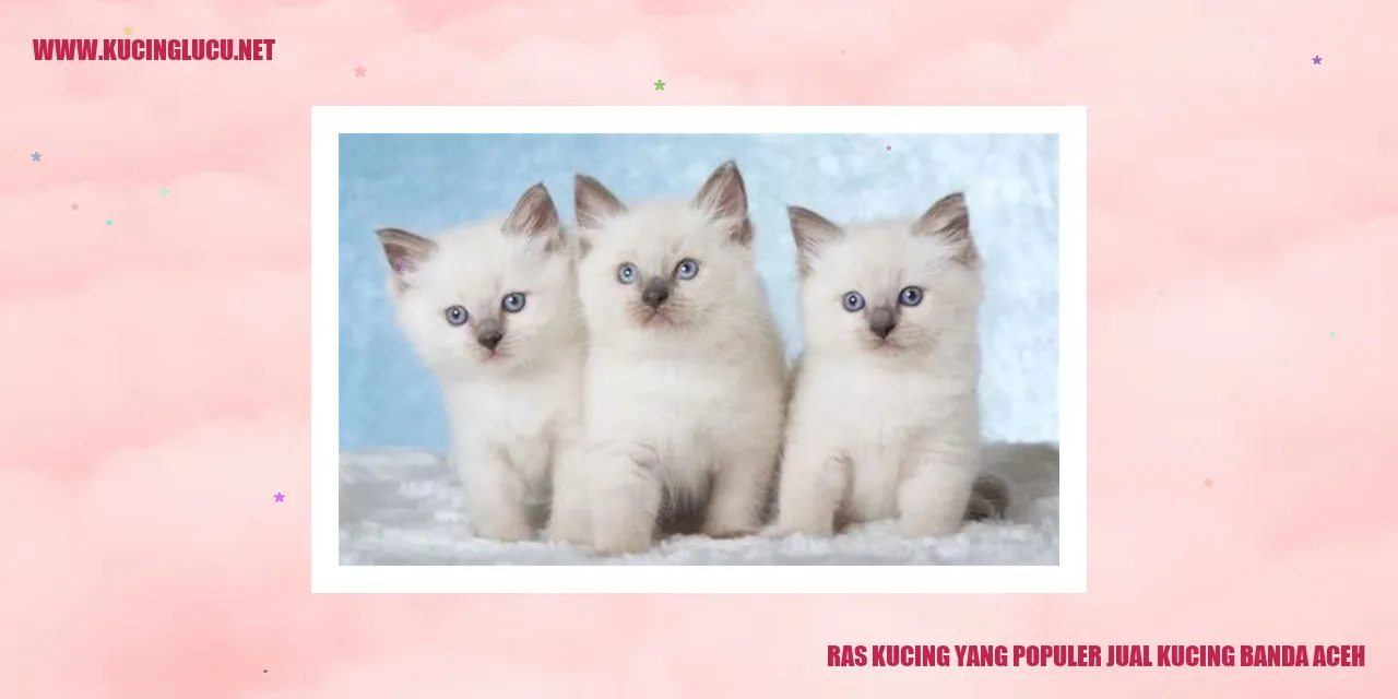 Kucing Populer di Banda Aceh