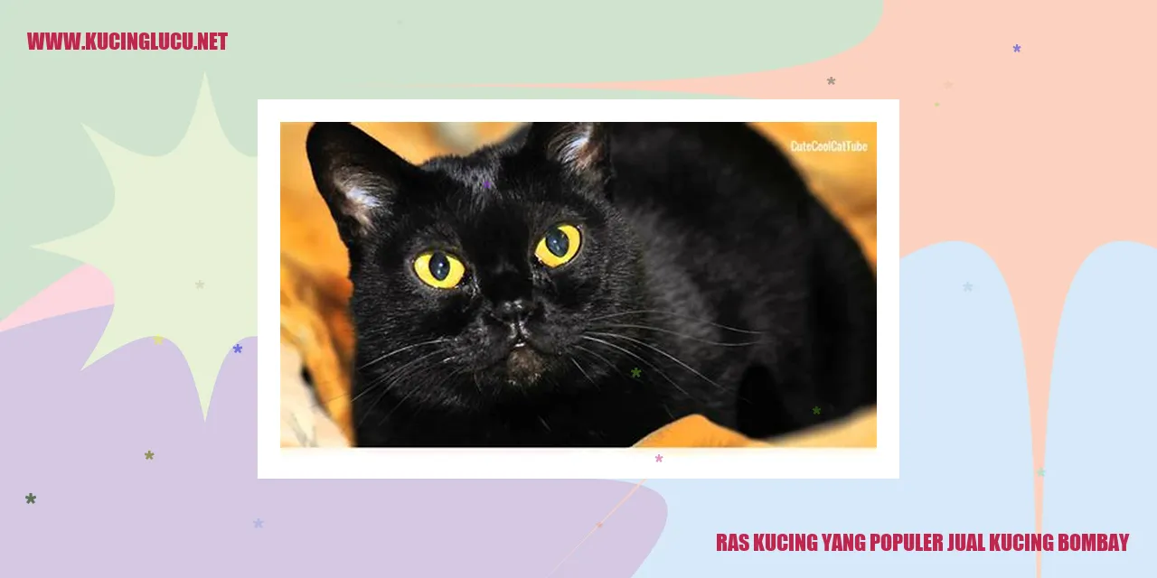 Kucing Bombay