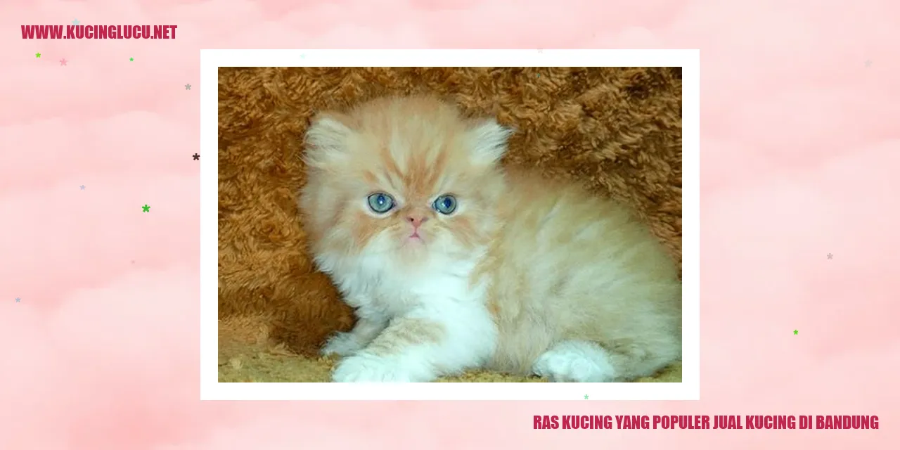 Kucing Ras Populer di Bandung
