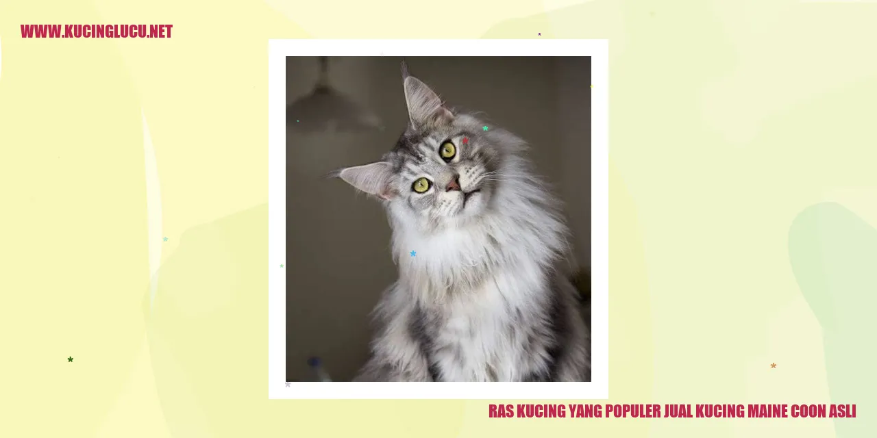 Kucing Maine Coon Asli