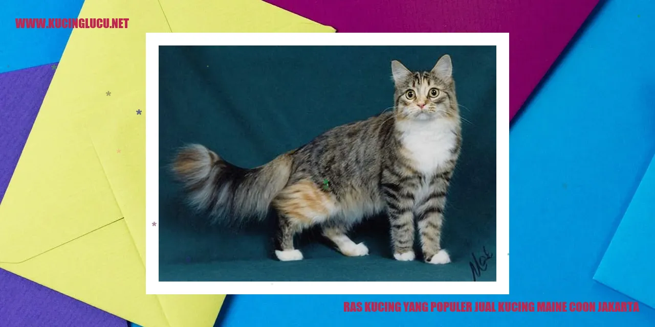 Ras Maine Coon