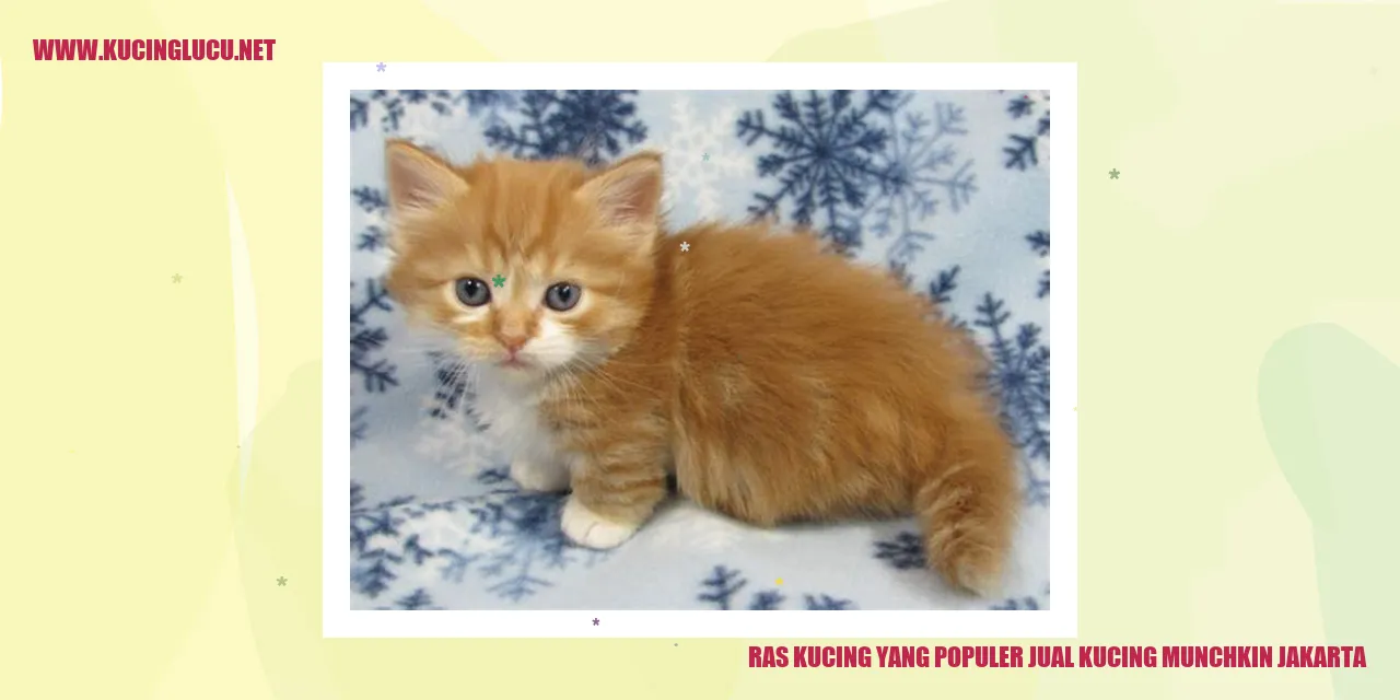 Gambar Kucing Munchkin