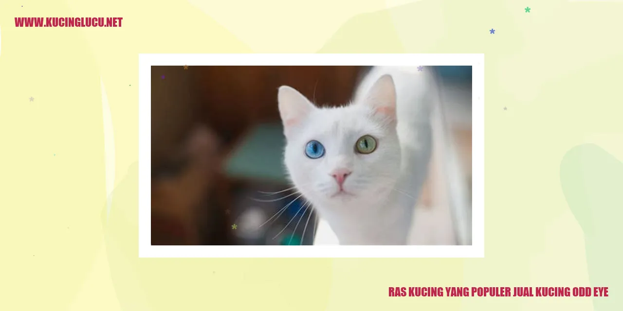 Kucing odd eye