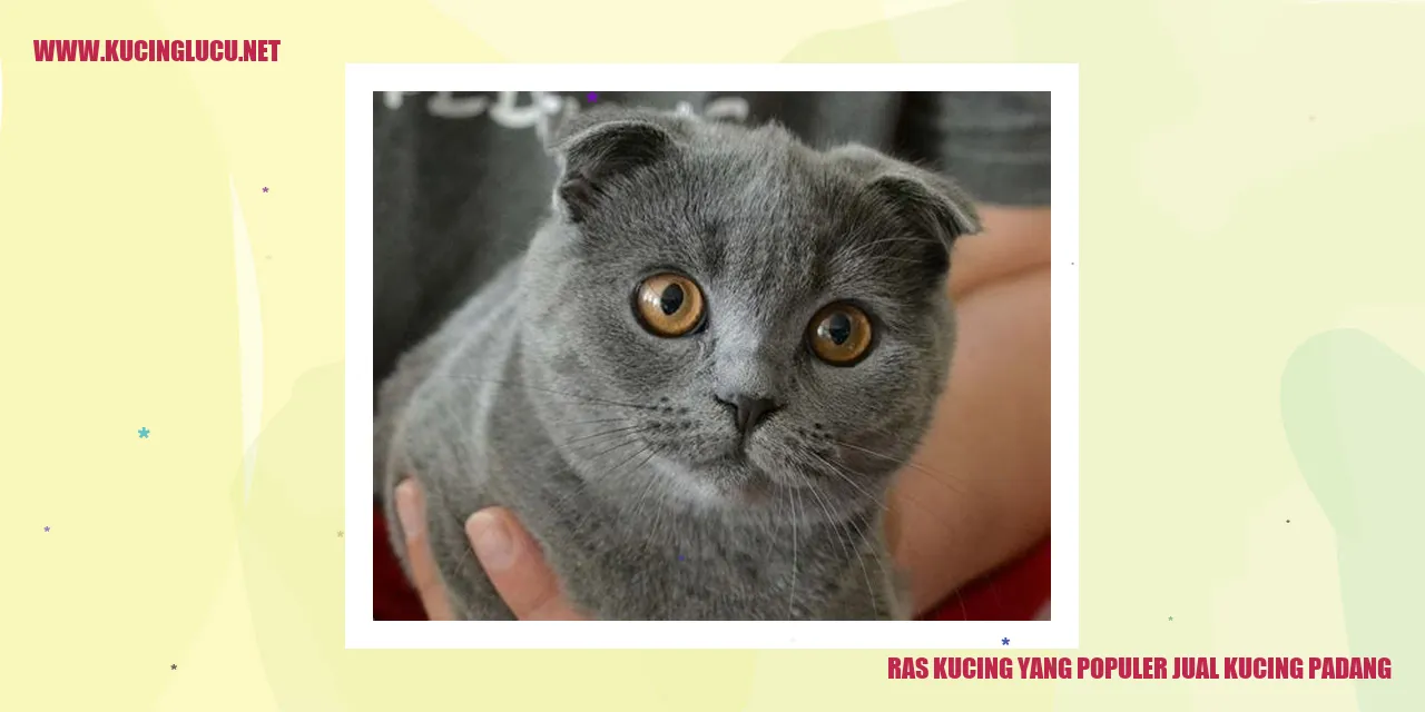 Ras Kucing yang Populer jual kucing padang