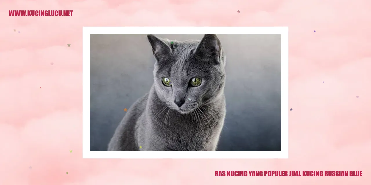 Gambar Kucing Russian Blue