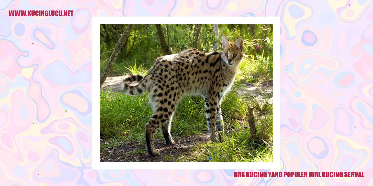 Kucing Serval