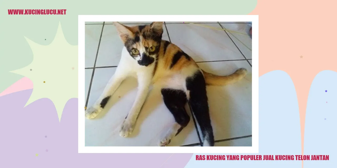 Ras Kucing yang Populer jual kucing telon jantan