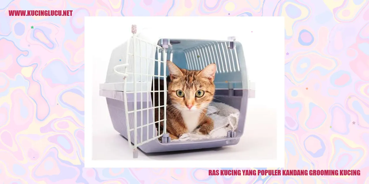Kucing sedang digrooming