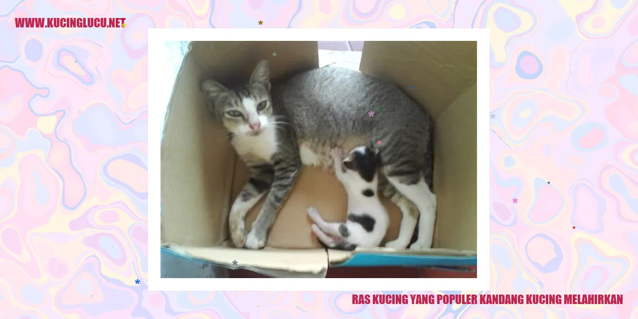 Kucing melahirkan