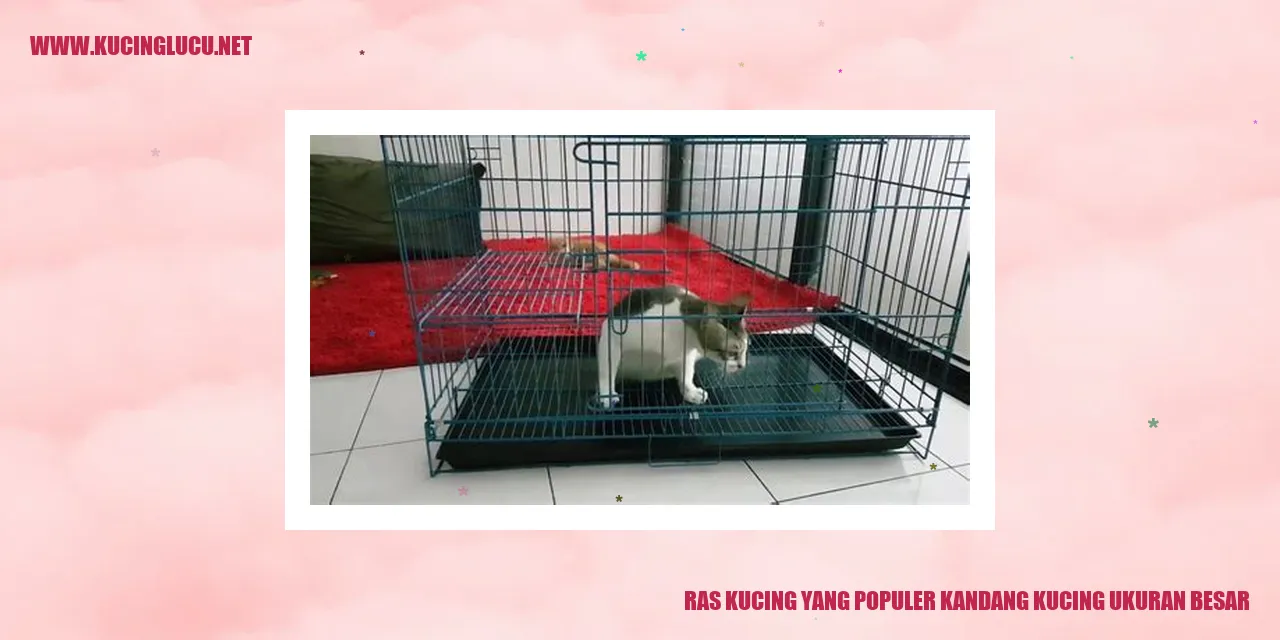 Kucing Maine Coon