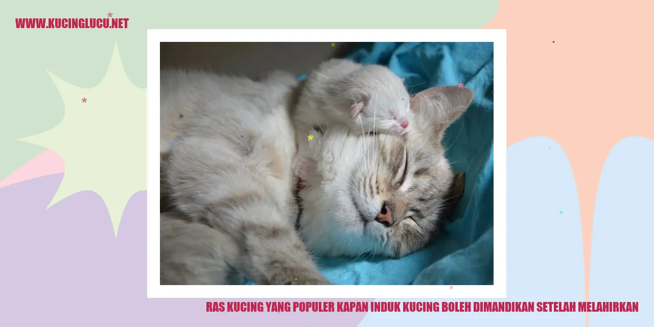 Ras Kucing yang Populer kapan induk kucing boleh dimandikan setelah melahirkan