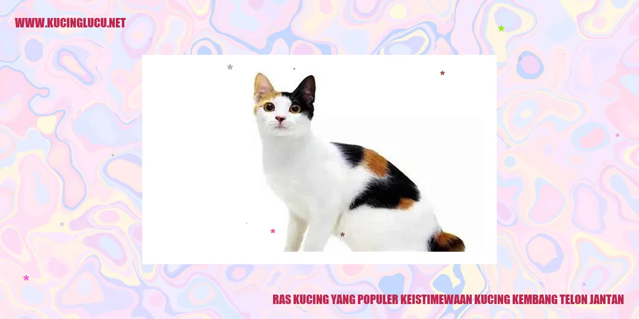 Kucing Kembang Telon Jantan