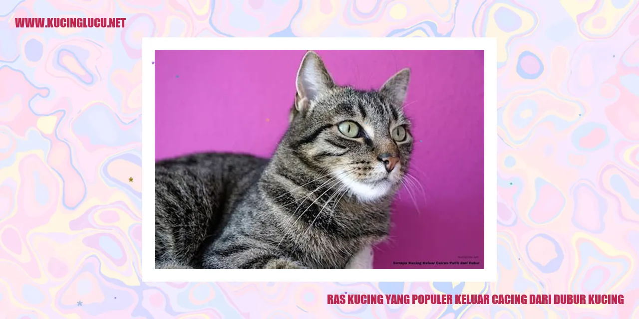 Ras Kucing yang Populer