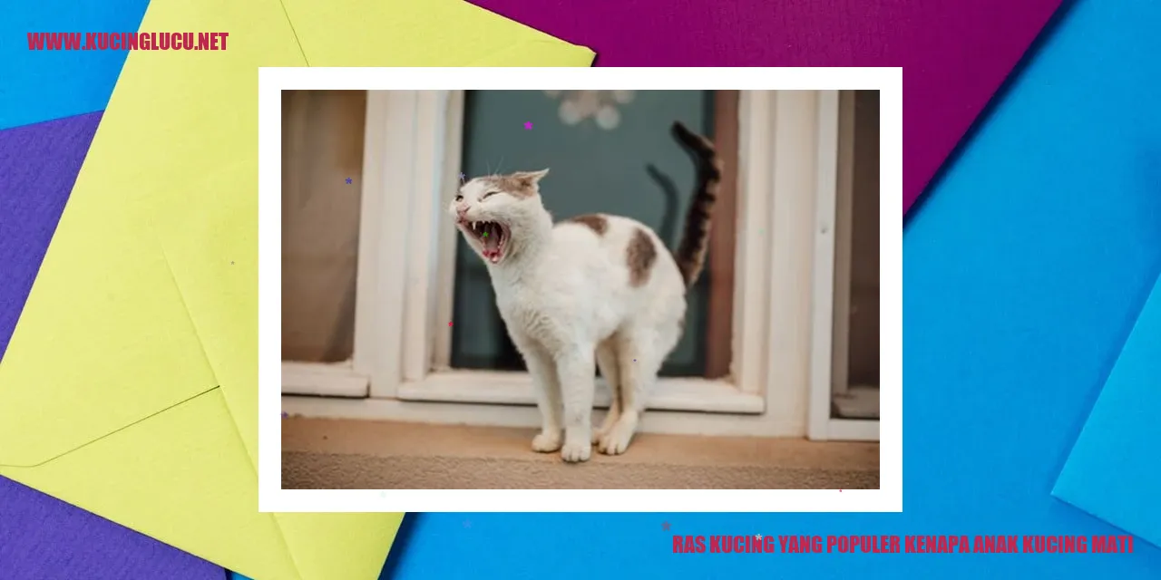 Ras Kucing yang Populer kenapa anak kucing mati