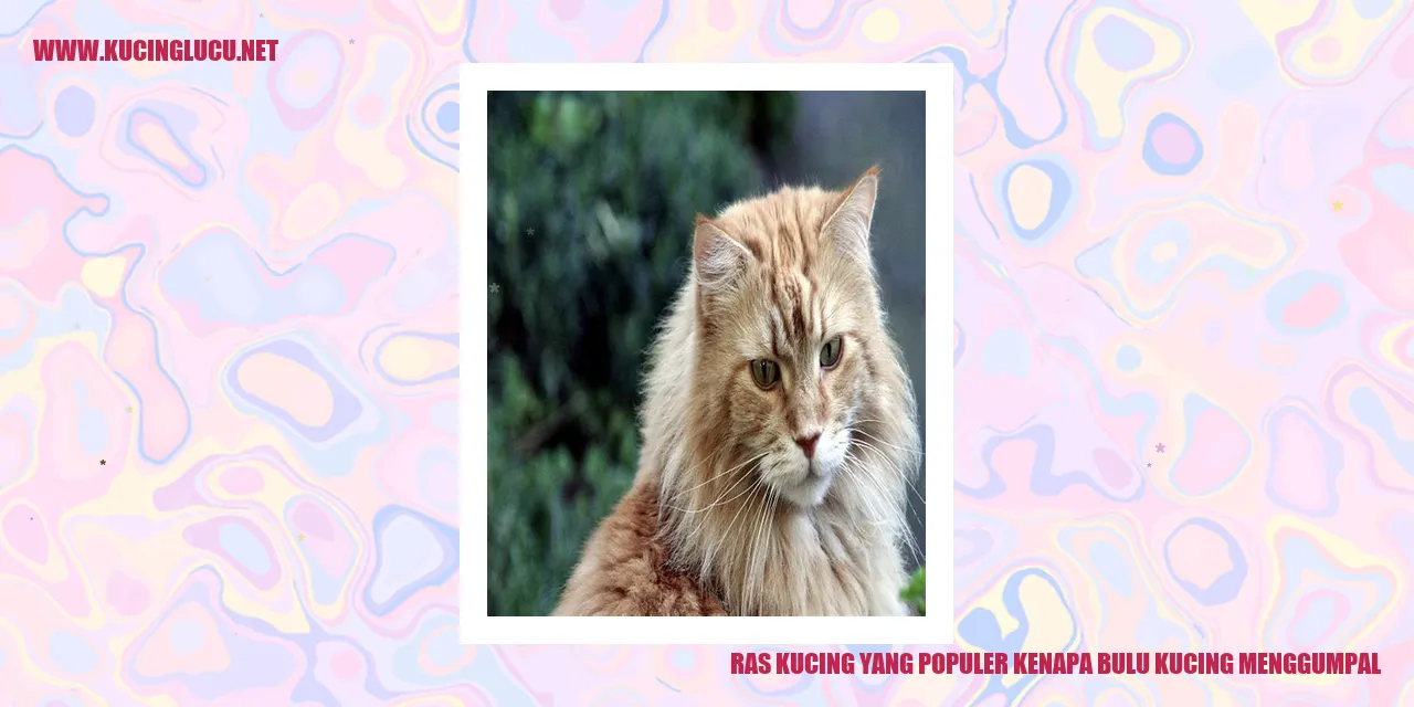 Kucing dengan bulu menggumpal